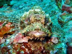 Stone Fish at Sail Rock