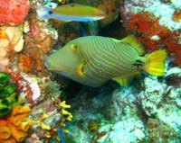 gestreifter Dr&uuml;ckerfisch tauchen in koh samui