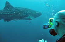 Walhai in Chumphon Pinnacle 