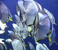 Fledermausfische in Koh tao