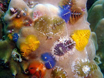 Tannenbaumwurm Sail Rock