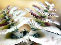 Christmass Tree Worm