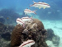 Goat Fish snorkeling koh tao