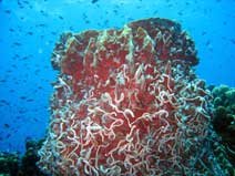 Barrel Sponge diving course koh samui