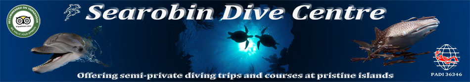 Searobin diving Ko Samui