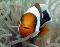 Clownfisch in Ko Tao