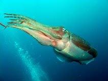 cuttlefish koh samui diving course rescue