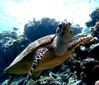 advanced open water course ko samui turtle