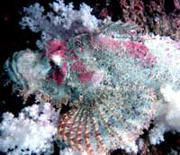 diving samui scorpion fish