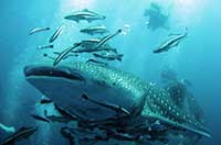 whale chumphon pinnacle advanced course Koh Samuishark