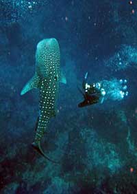 whale shark Diver koh Tao